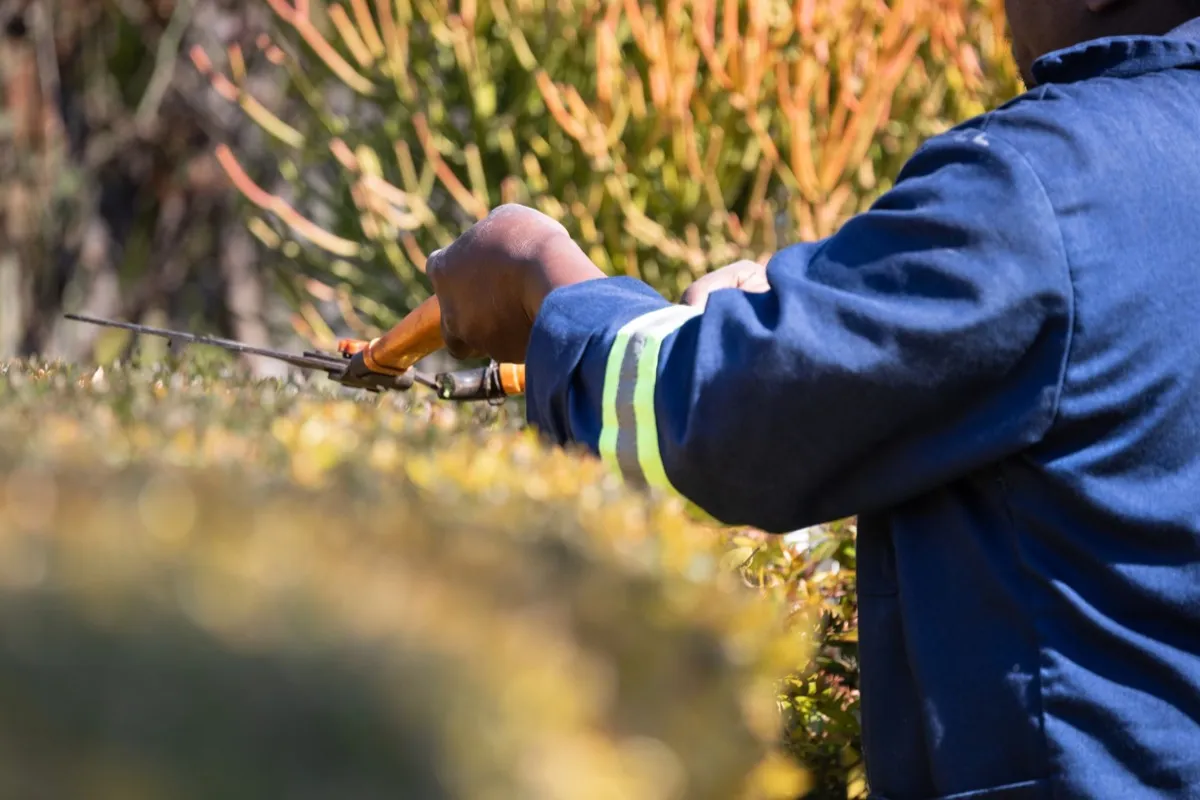 A gardener in work uniform shaping a hedge