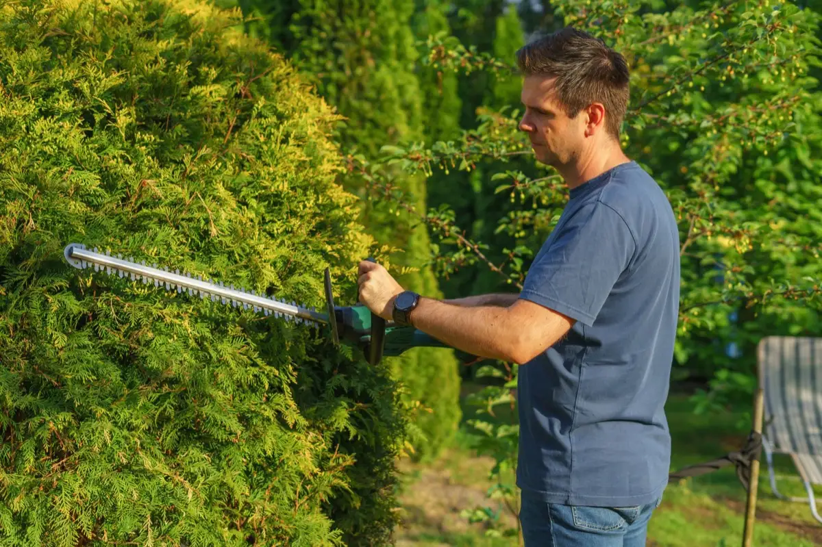 A landscaper trimming a hedge with a powered trimmer